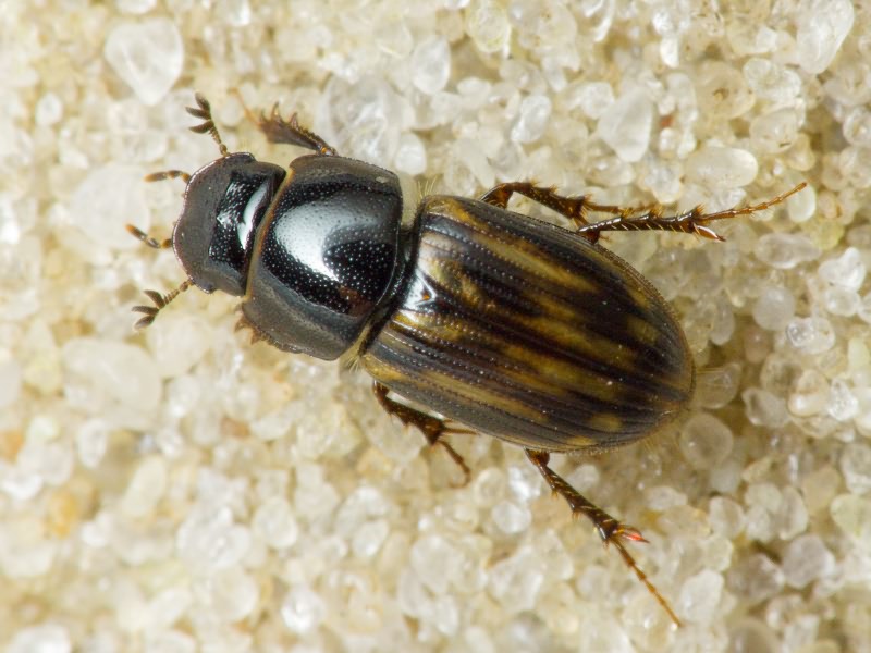 Aphodius Illiger, 1798